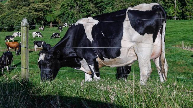 Secretaría de Agricultura inició programa de inseminación artificial a bovinos en la zona rural de Manizales